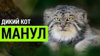 ▽ Коты которых нельзя приручить. Манул - дикий охотник