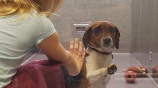 If this video about a shelter dog doesnt move you check your pulse