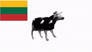 Polish cow but its Lithuanian