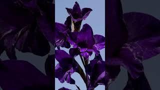 David Domoney When to divide Gladioli  #gardening