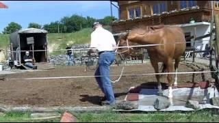 Anny + MARION - Problempferd - Verladetraining - Pferdekommunikation