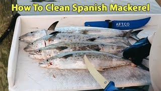 Fillet Spanish Mackerel Step By Step And How To Get Rid Of The Fishy Taste