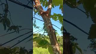 A Tree Touches A Power Line