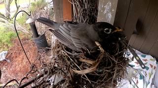 Robin building a nest in spring