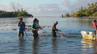 Rabbit fish season in Pohnpei Micronesia