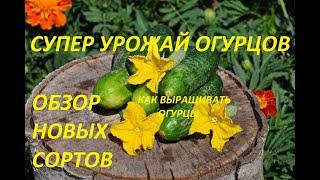 Супер урожай огурцов из рассады в открытом грунте. Как выращивать огурцы. Обзор гибридов и  сортов.