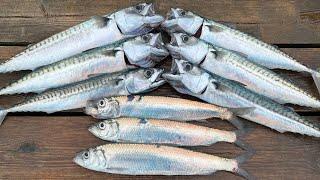 How to catch clean and cook Mackerel and Herring - Delicious and simple  The Fish Locker