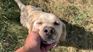 Abandoned Labrador tired of wandering fell into my arms.