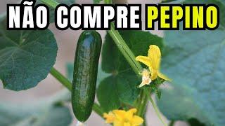 Como plantar Pepino em casa - Melhor forma de plantar pepino