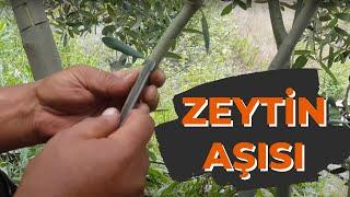 ZEYTİN AŞISI Nasıl Ne Zaman Yapılır Aşı Taktikleri    Grafting #tropikaltoprakalanya