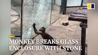 Monkey breaks glass enclosure with stone at zoo in China