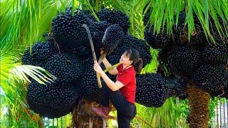 Women Harvesting Charcoal Palm Fruit  The palm fruit that is eaten causes a black mouth