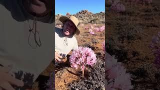 Fields of round pink lilies in the desert- Brunsvigia bosmaniae