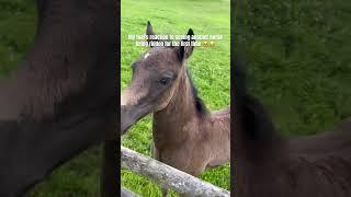 1st time a foal sees a horse being ridden  