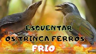 Esquentar trinca ferro após muda destravar seu trinca ferro deixa super quente