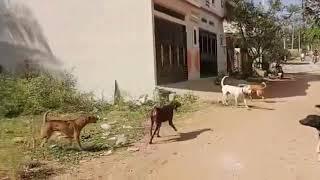 Dogo Argentino vs Street Dogs  in aggressive mode 