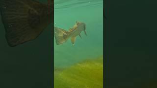 Stunning Tiger Trout Underwater Release #fishing #trout #tigertrout #tiger #viral #troutfishing