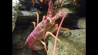 Facts The Spiny Lobster