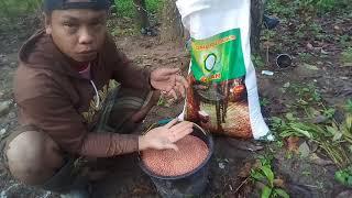 mencoba pupuk khusus pohon karet produksi.. pupuk pembenah tanah