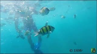 Feeding fishes Underwater swimming Carribean Sea Mexico