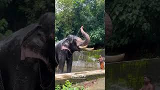 മച്ചാട് ഗോപാലൻ #youtubeshorts #keralaelephant #travel #pooram #love #elephant #animals #elephat