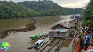 Anaconda Kalimantan Ternyata Menjadi Ular Terbesar di Dunia Ini Dia Wujud Ular Paling Mengerikan..