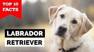 Labrador Retriever - Top 10 Facts