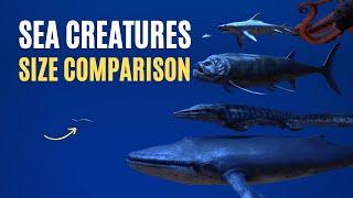 Sea Creatures Size Comparison 3D - Real Scale Comparison