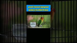 PASTI NYAUT  APAPUN JENIS LOVEBIRD #videoshorts #JENISLOVEBIRD