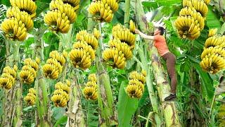 Harvesting A Lot Of Banana Goes To Market Sell - Banana Garden - Phuong Free Bushcraft