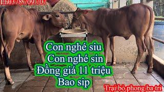 3007Trại bò phong ba tri 2Báo giá công khai tiếp tục nhé cả nhà