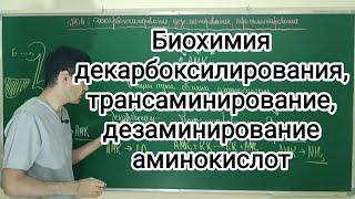 Биохимия декарбоксилирования трансаминирование и дезаминирование аминокислот.