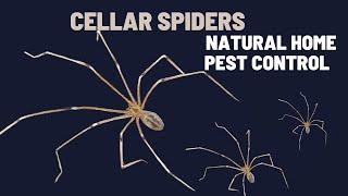 Daddy Long Legs  Cellar Spiders in Your Home