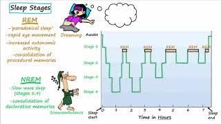 Stages of Sleep - non-REM REM Sleep Studies