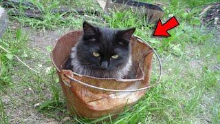 The Cat Sat in The Bucket for Several Days When People Looked ThereThey Were Scared