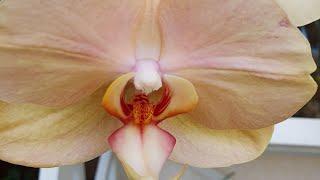 She is BEAUTIFUL    It is a pity that she loses COLOR Orchid African Sunset