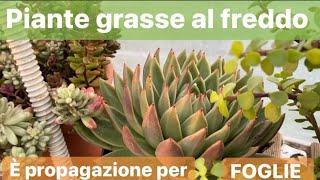 piante grasse al freddo