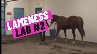 Lameness Lab #2 Is this horse lame?