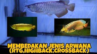 Cara Membedakan Jenis Arwana Golden Red RTGHigh Back dan CrossBack