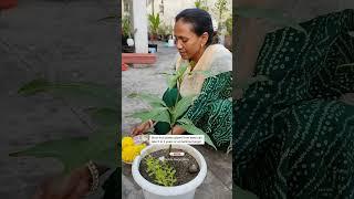 When Fruit Plants Grown From Seed Bear Fruitफल के पोधों के लिए टिप#ashasgardenstory#shorts