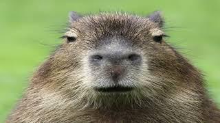 capybara edit