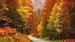 Beautiful Relaxing Music Peaceful Soothing Instrumental Music Golden Autumn October By Tim Janis