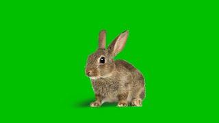 Cute rabbit green screen effect
