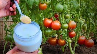 Double the yield of tomatoes cucumbers and other vegetables. 3 Fertilizers for 3 stages