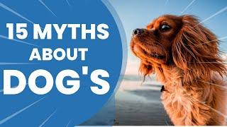 15 Common Dog Myths Busted - Dont Believe The Lies