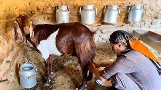 Village Lifestyle in Iran  Daily Life of Iranian Women in the Village