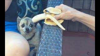 Lucky Eats A Banana