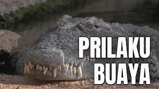 Prilaku Buaya