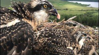 Loch Arkaig Osprey chicks arrived safely in Spain and have been ringed 11 July 2024