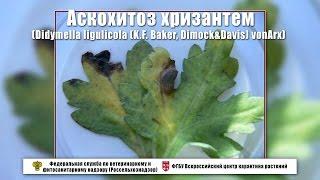 Аскохитоз хризантем Didymella ligulicola K.F. Baker Dimock&Davis vonArx